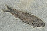 Multiple Fossil Fish (Knightia) Plate - Wyoming #222837-1